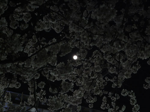 十三夜の月と八景桜
