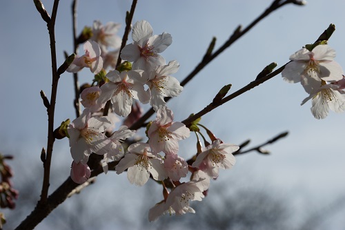 今年も砂押川プロムナードの玉縄桜が咲きました
